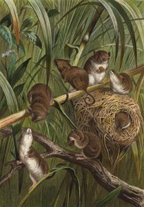 Dwergmuis